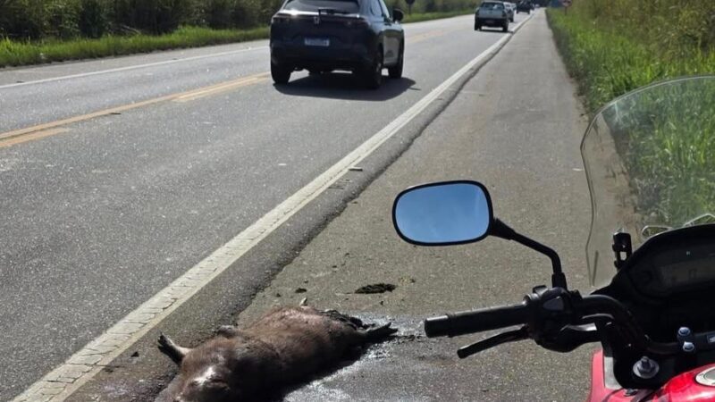 Capivara é atropelada na BR-356 e acende alerta para motoristas em SJB