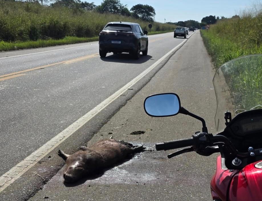 Capivara é atropelada na BR-356 e acende alerta para motoristas em SJB