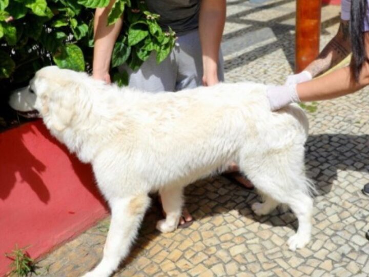 SJB: NCZ inicia vacinação de cães e gatos contra a raiva no sábado