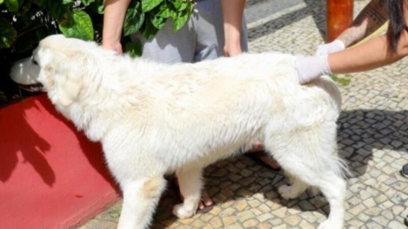 SJB: NCZ inicia vacinação de cães e gatos contra a raiva no sábado