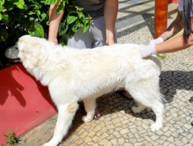 SJB: NCZ inicia vacinação de cães e gatos contra a raiva no sábado