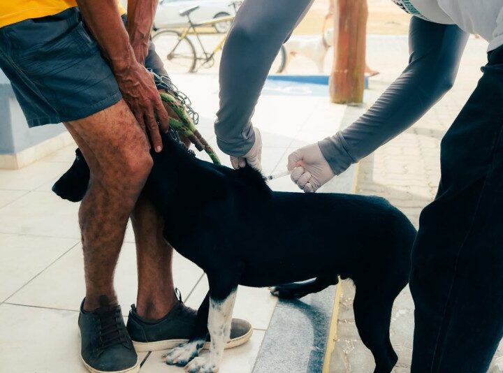 Vacinação antirrábica de cães e gatos segue em SJB