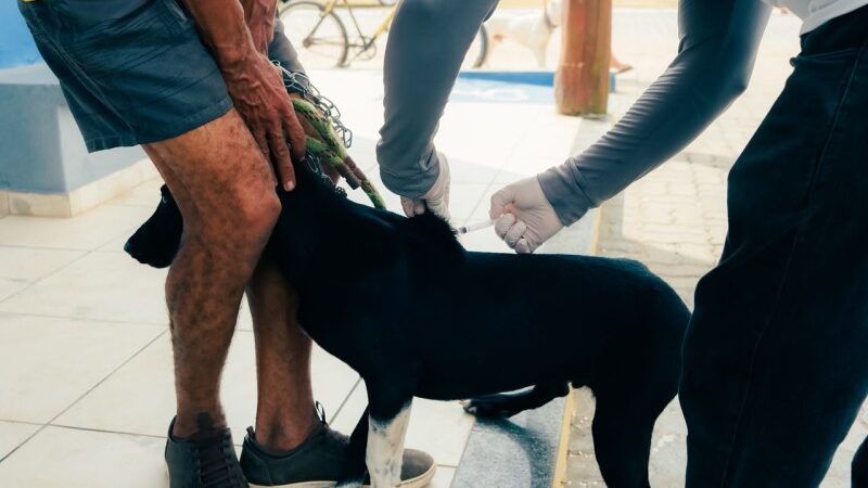 Vacinação antirrábica de cães e gatos segue em SJB