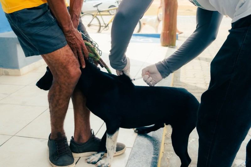 Vacinação antirrábica de cães e gatos segue em SJB