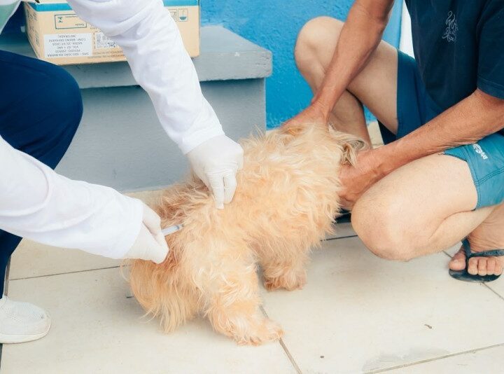 Vacinação itinerante em cães e gatos desta terça-feira em SJB é transferida