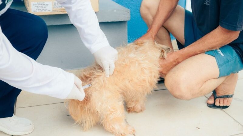 Vacinação itinerante em cães e gatos desta terça-feira em SJB é transferida