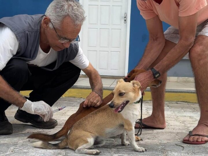 NCZ faz balanço da vacinação antirrábica de cães e gatos em SJB