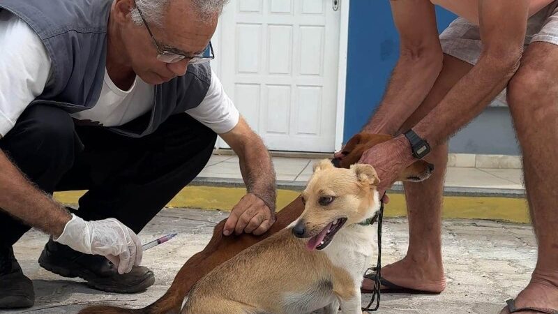 NCZ faz balanço da vacinação antirrábica de cães e gatos em SJB