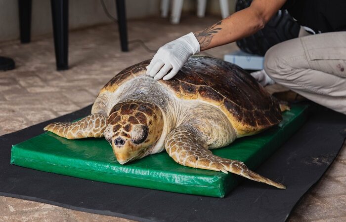 Tartaruga cega resgatada ganha novo destino após período de recuperação em SJB