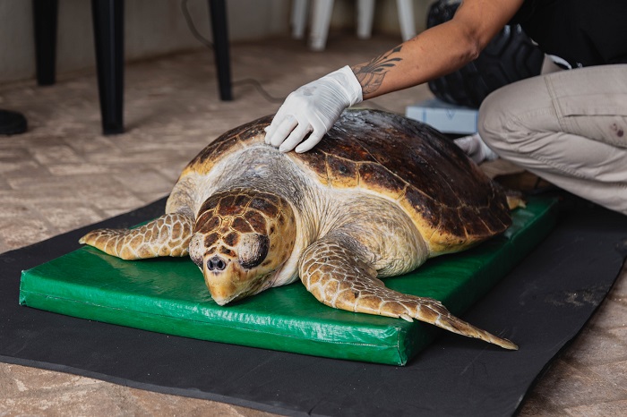 Tartaruga cega resgatada ganha novo destino após período de recuperação em SJB